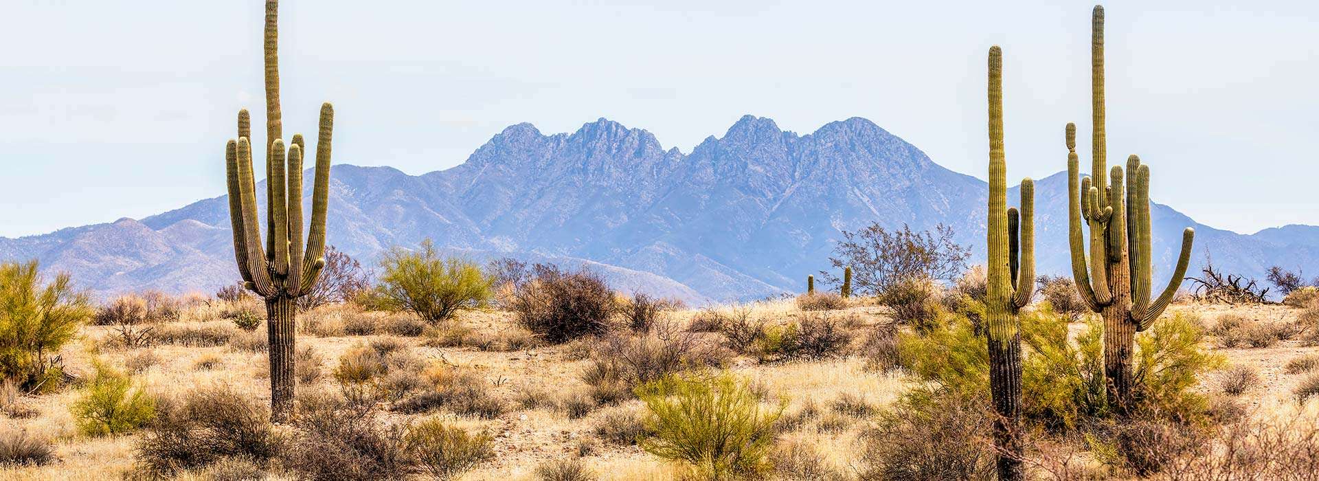 Desert Sheep Outfitters