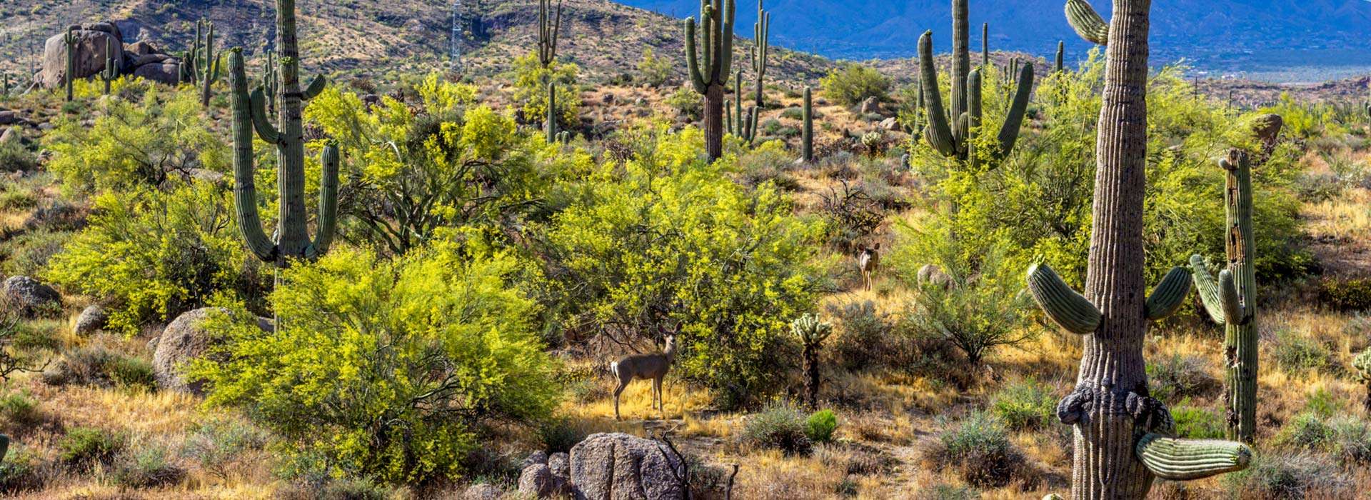 Sonora Mule Deer Hunts