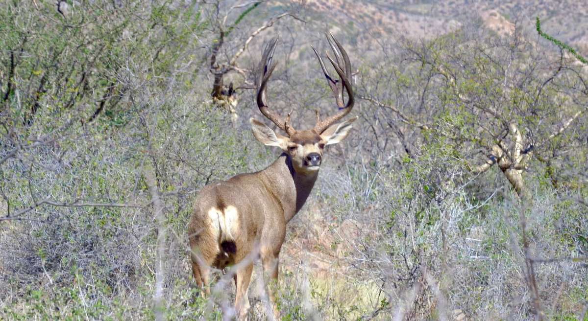 Sheldoni Mule Deer Hunting Expectations