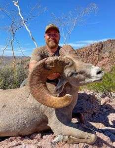 Guided bighorn sheep hunts