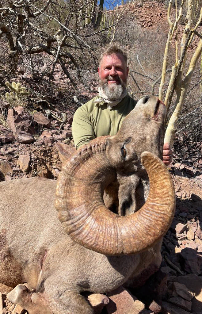 Free Range Bighorn Sheep Hunts