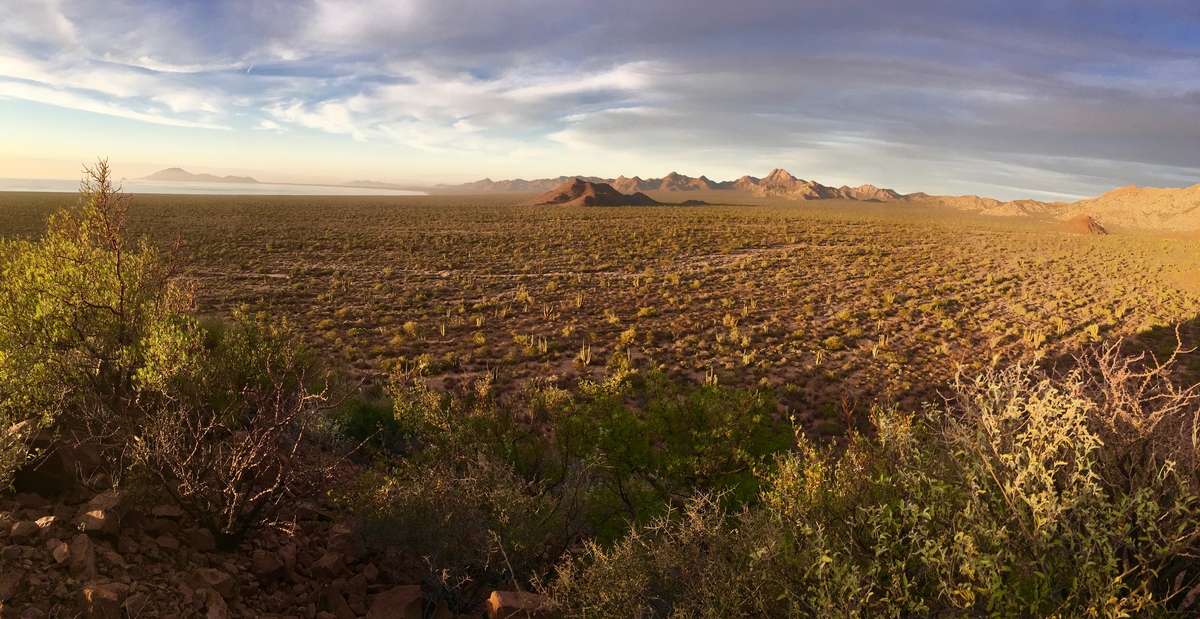 Sonora Mule Deer Hunting